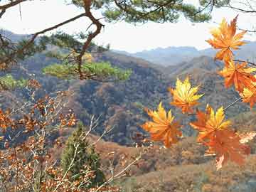米非司酮片在线购微信工程机械行业景气度持续回升，三大龙头一季度营收、净利双增